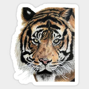 Tiger Drawing Sticker